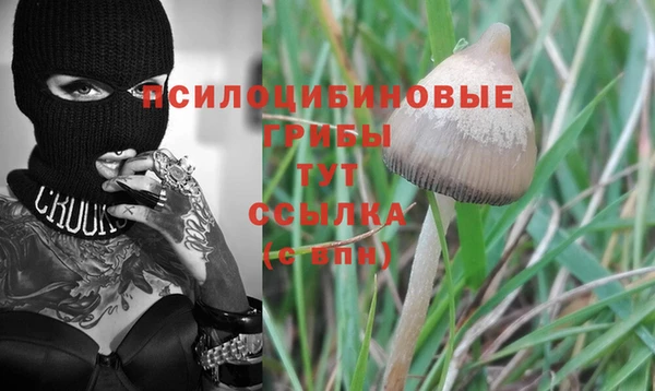 прущие грибы Абаза